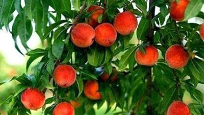 خبير: نقص برودة الشتاء يهدد موسم إنتاج الفواكه المتساقطة