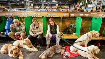 كورونا يلغي أكبر معرض للكلاب في العالم