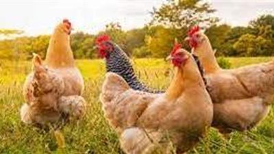 تفسير رؤية الدجاج في المنام وعلاقته بالحصول على المال الكثير والسفر