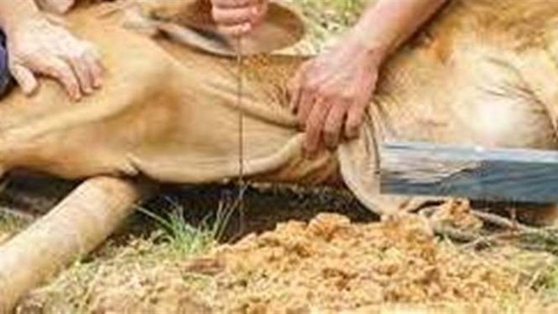 تفسير رؤية الذبح