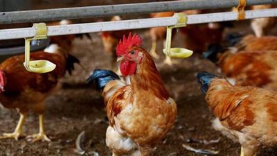 فيروس خطير يتسبب في نفوق آلاف الدجاج في الجزائر