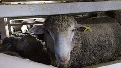 عملية إنقاذ 