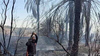 إخماد حريق هائل بمزرعة نخيل زيتون التهم 45 نخلة بسيوة | صور