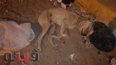 قرار من النيابة العامة بشأن محام وإمام مسجد مرتكبي مجزرة الكلاب في أسوان