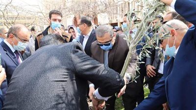 بأشجار الزيتون.. 3 مسئولين يشاركون في مبادرة 