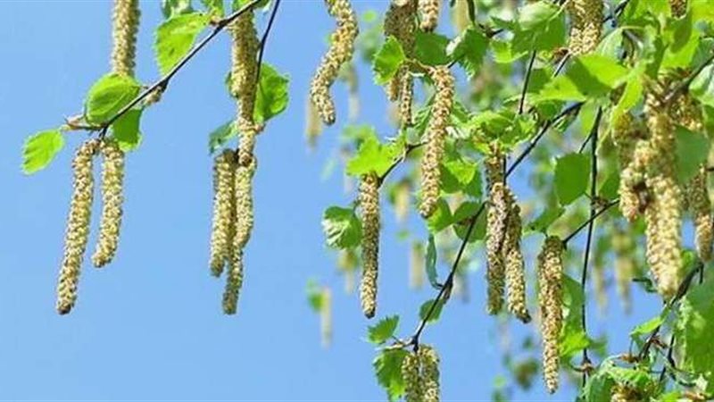 حبوب اللقاح في الجو