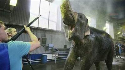 للمرة الثانية في أسبوع.. فيل يهاجم موظفا في سيرك مدينة روسية