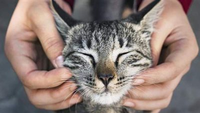 روسيا تسجل أول لقاح ضد كورونا في العالم للحيوانات