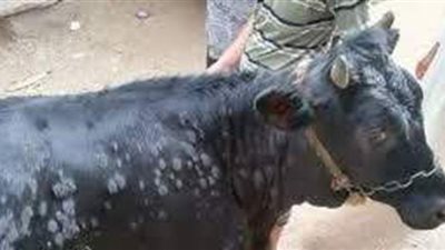 بدء حملة تحصين مرضى الجلد العقدي والجدري للأغنام بالمنيا السبت