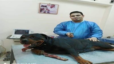خضعت لجراحة عاجلة.. إنقاذ كلبة من إمساك مزمن بمركز الحيوانات الأليفة ببنها