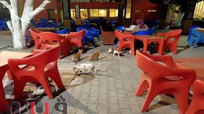 هاجمت الأطفال وتناولت طعامهم.. قطط الشوارع تهاجم أعضاء نادي الشرقية الرياضي | صور