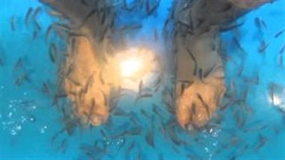 بالفيديو.. «باديكير» الأسماك أغرب طريقة للاعتناء بالقدم