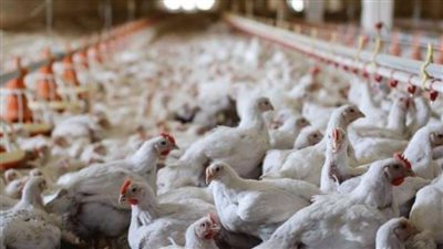 الزراعة: لم نرصد حالات إصابة بإنفلونزا الطيور منذ أشهر