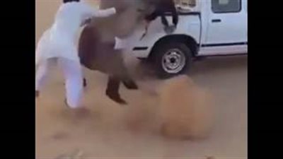 بالفيديو.. حصان يضع شابا خليجيا في موقف محرج