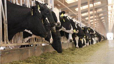 «لحوم بالسم الهاري للمصريين».. مزرعة أسماك بمحطة الصرف الصحى تسبب الإصابة بالفشل الكلوي.. مجزر يغسل الذبائح بمياه المجاري.. و«خبير بيطري»: السرطان والفشل الكلوي أبرز النتائج