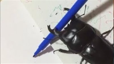 بالفيديو والصور.. لوح ترسمها خنفساء تباع بأكثر من 300 دولار