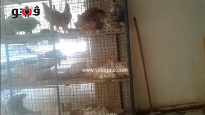 بالفيديو.. كيلو الدواجن يسجل 27.5 جنيها بسوق المريوطية