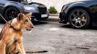 بالصور.. فخامة وغرابة حياة أبناء الأغنياء بالسعودية