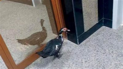 ظروفها المادية أجبرتها.. محافظ كفرالشيخ ينتصر لصاحبة 