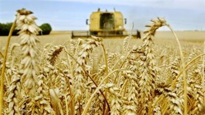 مصدر: الحملة القومية بالقمح تتقصى آثار الإرجوت في الحقول