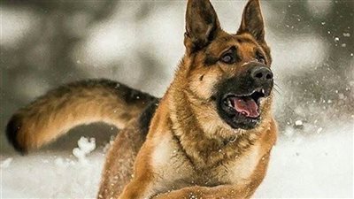 كلب يدافع عن سيدة حاول لص مسلح سرقتها | فيديو