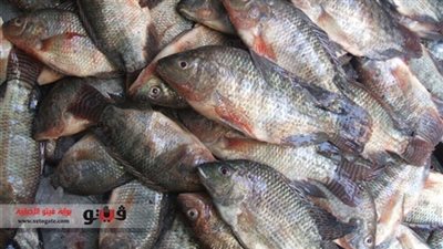 استقرار أسعار الأسماك بـ 