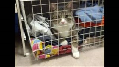 بالفيديو.. «صور جوجل» الحصول على أفضل لقطات لمحبي الحيوانات الأليفة