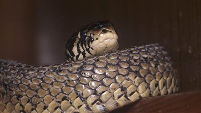 ثعبان ضخم يجر طفلا بعيدًا عن منزله في كوينزلاند (فيديو)