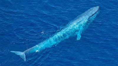 البيئة تكشف تفاصيل جديدة حول ظهور الحوت الأزرق في مطروح| فيديو