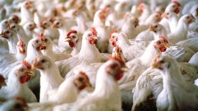 26 جنيها سعر كيلوجرام الدواجن في الأسواق