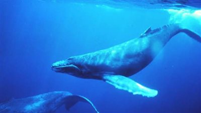 البيئة تكشف حقيقة سماع أصوات للحوت الأزرق بسواحل مصر الشمالية