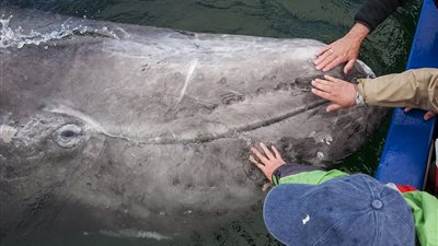 شاهد.. أفضل الصور لحوت تعلم أطفالها السباحة
