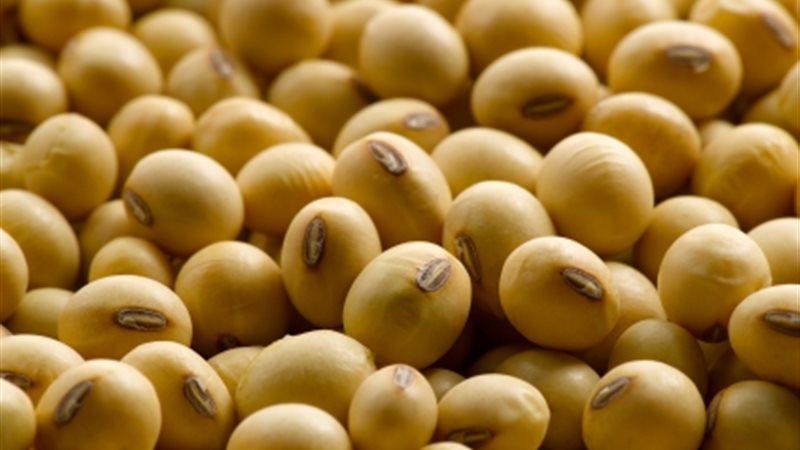 بذور فول الصويا