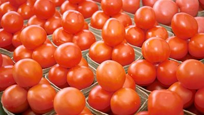 هولندا الأولى في تصدير الطماطم عالميا