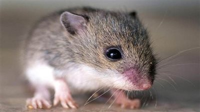 تفسير رؤية الفئران في المنام