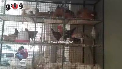 بالفيديو.. الدجاج الأبيض يسجل 27 جنيها في سوق المريوطية