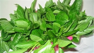 بالفيديو.. سر «تفريز الملوخية» مع احتفاظها باللون الأخضر