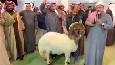 بيع نعجة بـ134 ألف دولار في الكويت | فيديو
