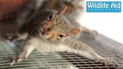 بالفيديو.. إنقاذ سنجاب عالق بشبك سيارة BMW