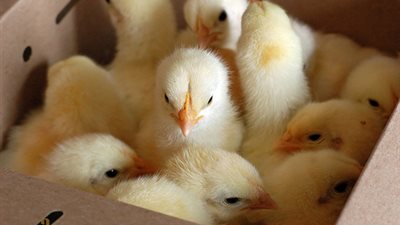 إعدام شحنة كتاكيت قادمة من أمريكا في مطار القاهرة