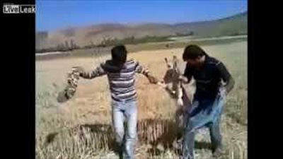 بالفيديو.. «وصلة رقص» بين عراقيين وحمارهما