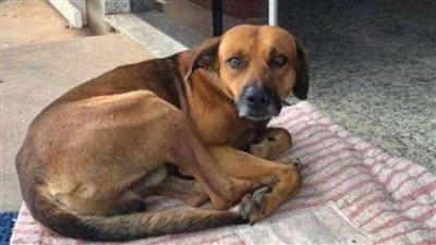 هاشتاج كلب لمطرية يتصدر تويتر بعد تعذيبه وقتله بطريقة وحشية