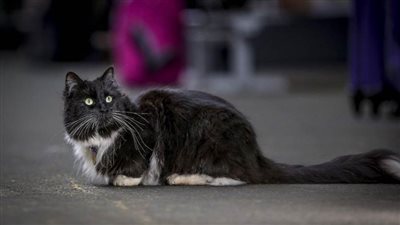 ذبح 9 حتى الآن .. القبض على 