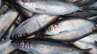 شعبة الأسماك: زيادة الجمارك على الواردات 