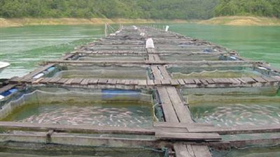 الحسينى: الاستفادة من 6 آلاف بئر بسيناء فى استزراع الأسماك