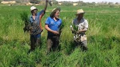 غرامة 5200 جنيه على مزارعي الأرز في الوادي الجديد