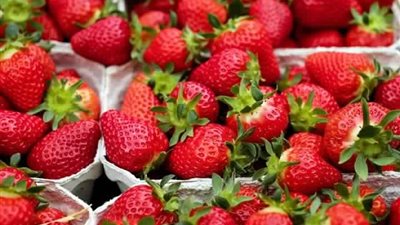 «الحاصلات الزراعية»: أوروبا تلغي قرار فحص الفراولة المصرية