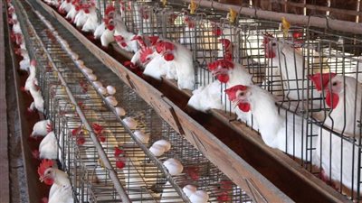 الغرفة التجارية تكشف أسباب ارتفاع أسعار الدواجن فى الشتاء | فيديو