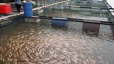 استشاري مزارع سمكية: انخفاض إنتاج بحيرة البردويل إلى النصف