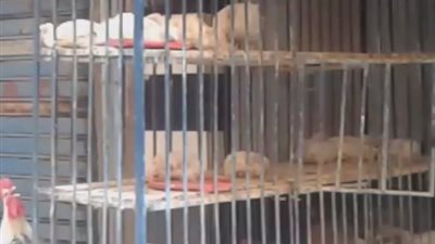 انخفاض أسعار الدواجن بالجيزة.. والبيضاء بـ25.5 جنيها للكيلو